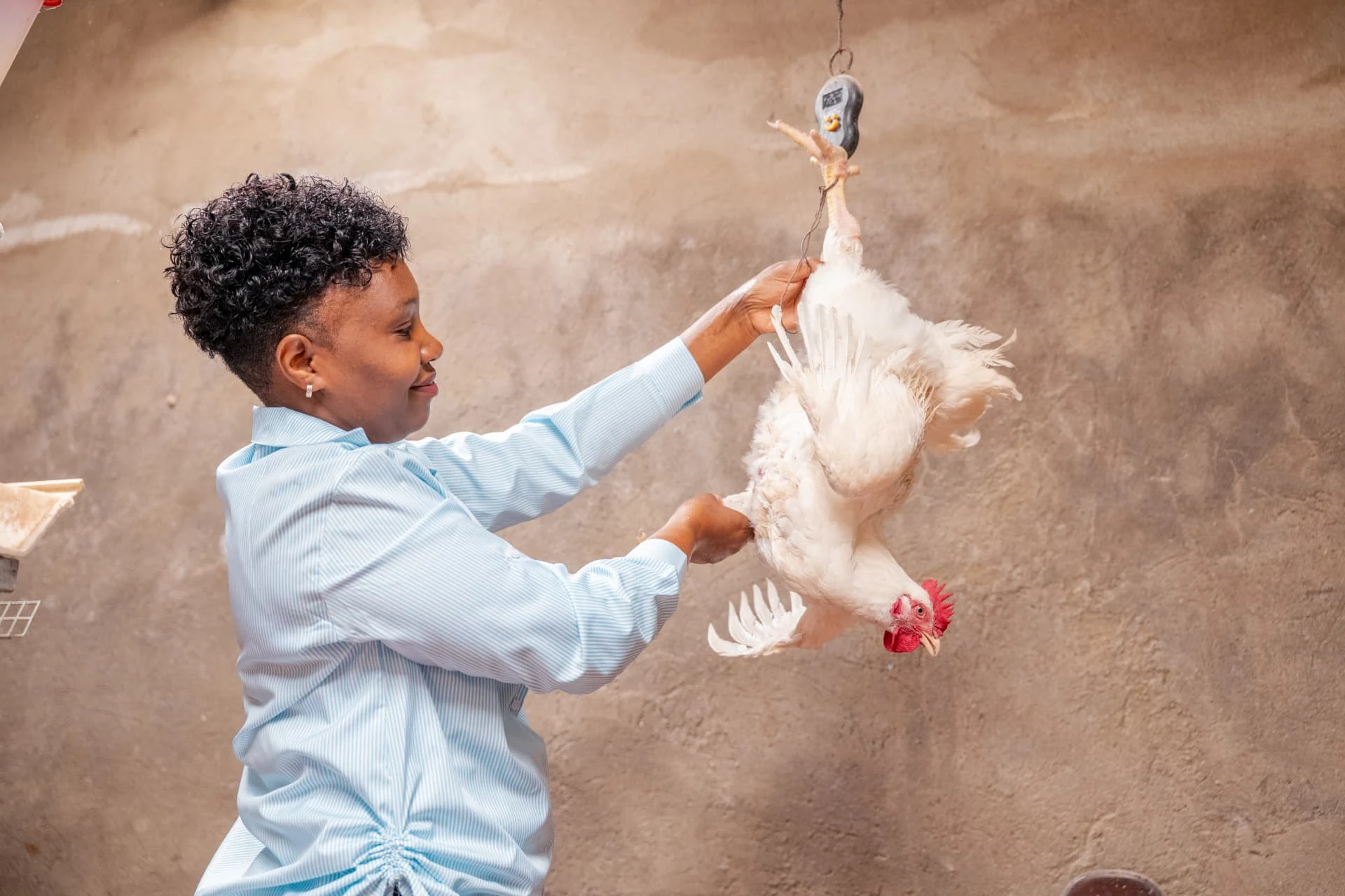 A woman weighing a hen during practical poultry farming