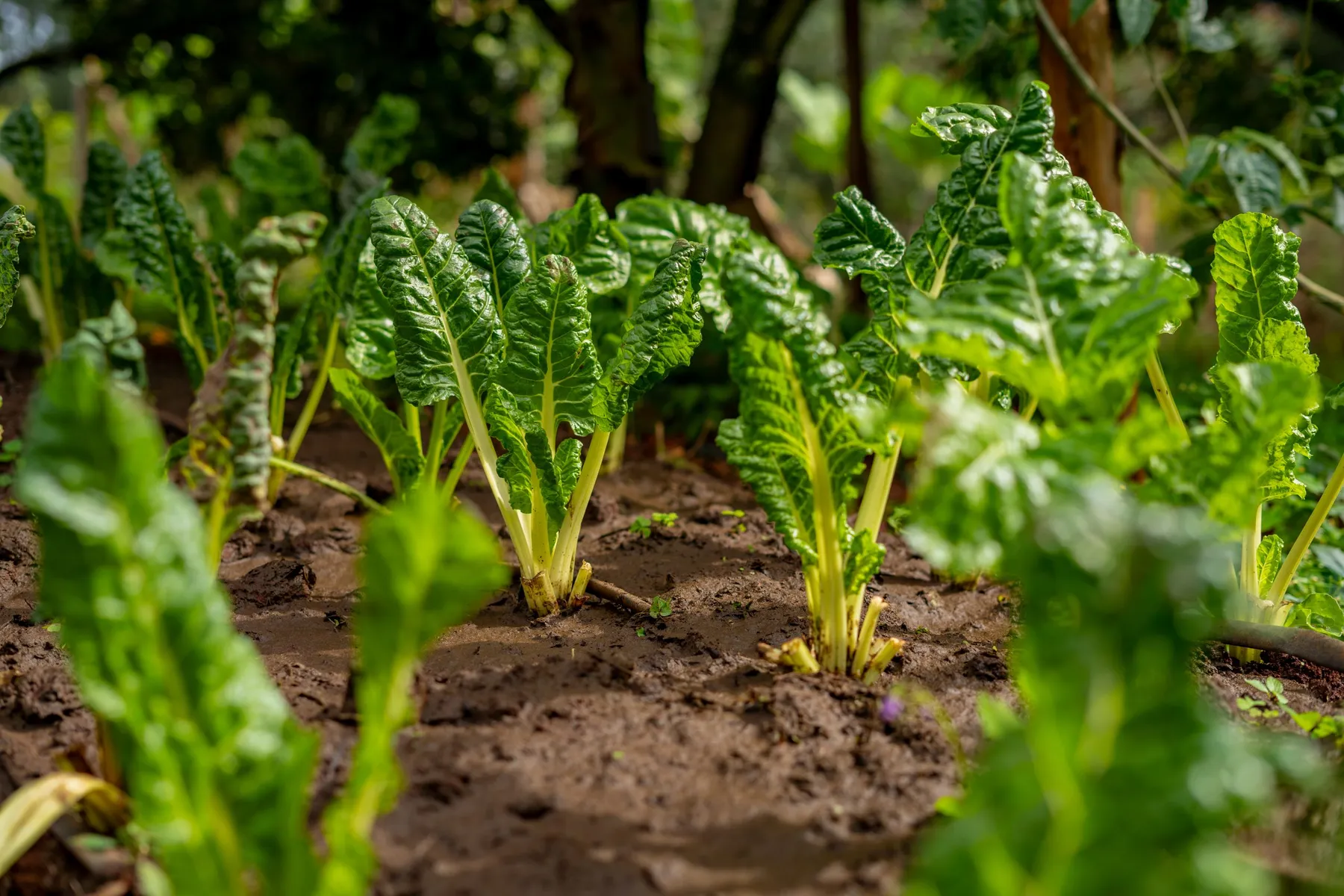 Healthy leafy vegetables growing in rich soil on the Kilimore4CUS model farm
