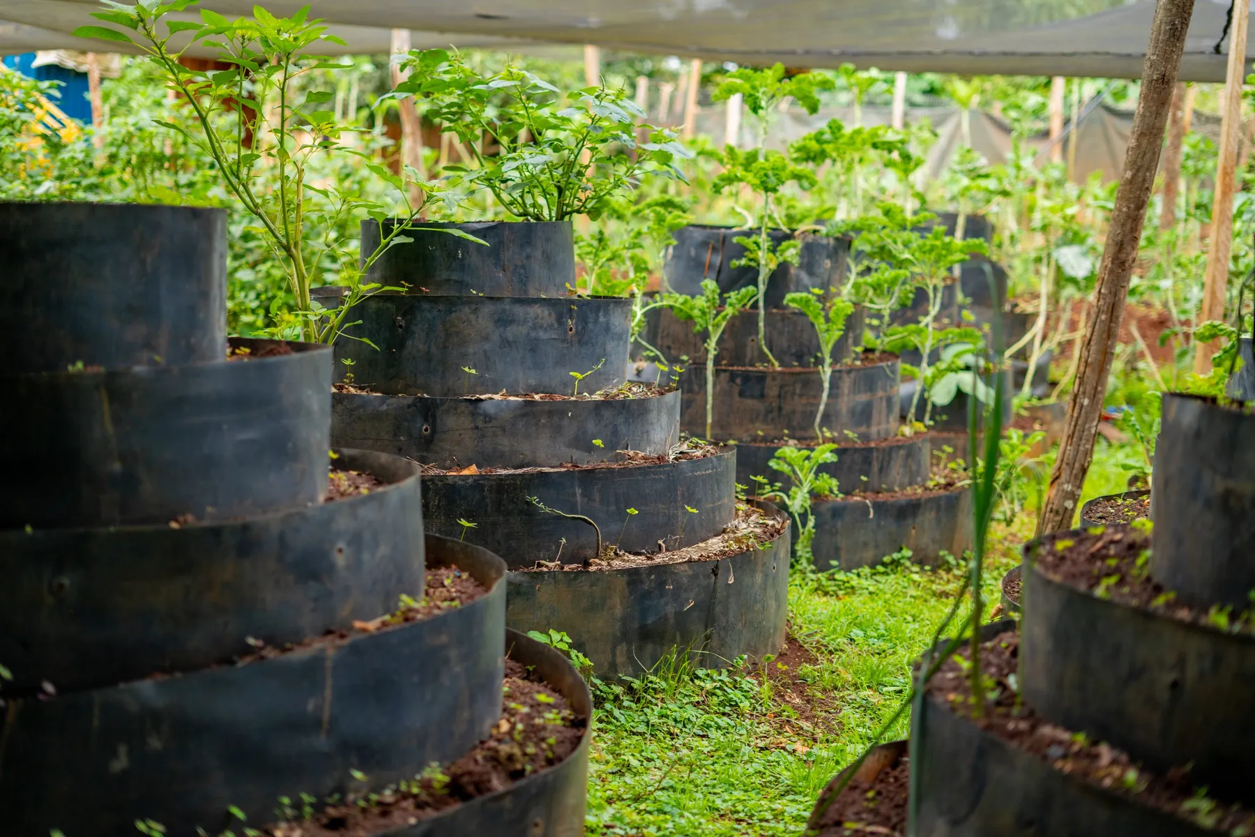 Seedlings growing in planting sacks at the model farm